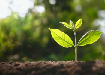 Bitkilerin Nefes Alması: Doğanın Sunduğu Etkileyici Görüntüler