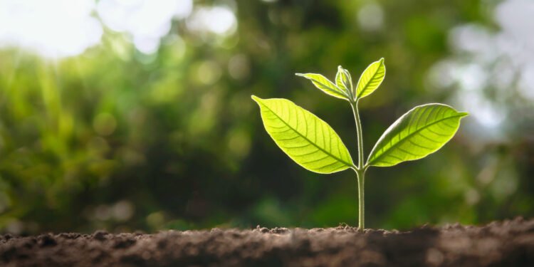 Bitkilerin Nefes Alması: Doğanın Sunduğu Etkileyici Görüntüler