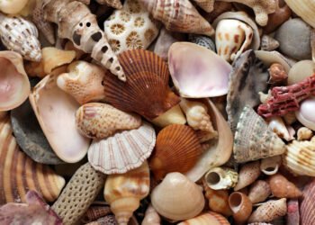 Deniz Kabukları ve Ekosisteme Etkisi