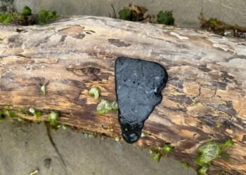 Deniz Kıyısını Tehdit Eden Gizemli Madde