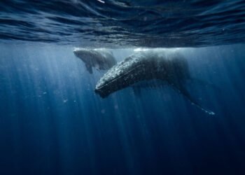 Denizlerin Vahşi Dünyası