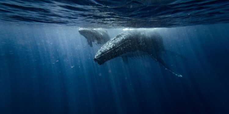 Denizlerin Vahşi Dünyası