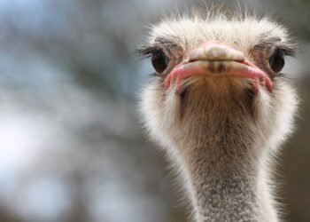 Devekuşlarının Garip Görünümlü Gözleri