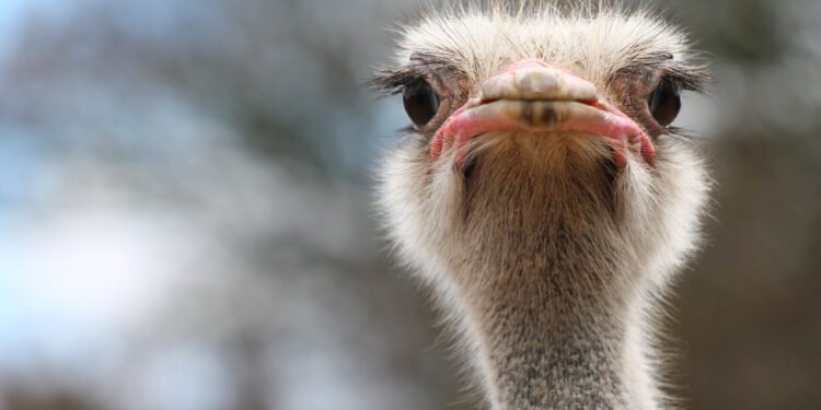 Devekuşlarının Garip Görünümlü Gözleri