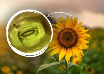 Doğanın Büyüleyici Dünyası