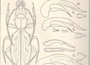 Hitler İsmi Taşıyan Böceğin Adının Değiştirilmesi Tartışması