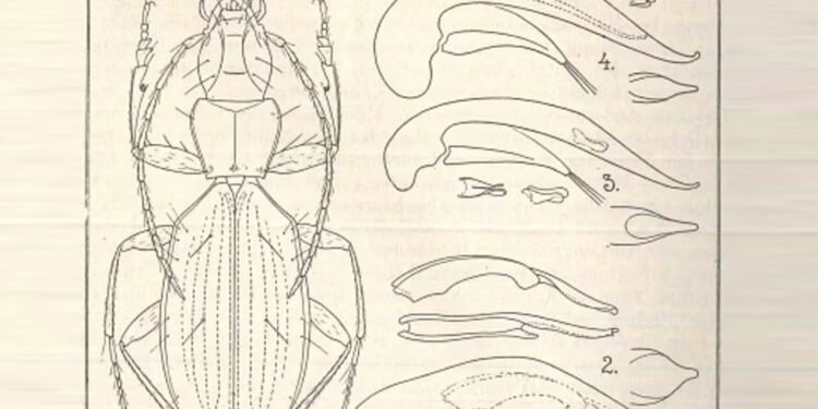 Hitler İsmi Taşıyan Böceğin Adının Değiştirilmesi Tartışması