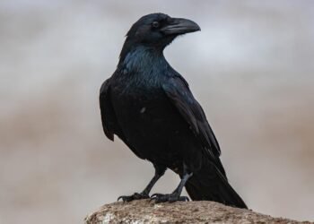 Kargaların Sayma Yeteneği