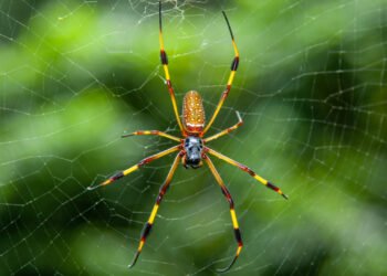 Örümceklerin Evrimi ve Fosil Kayıtları