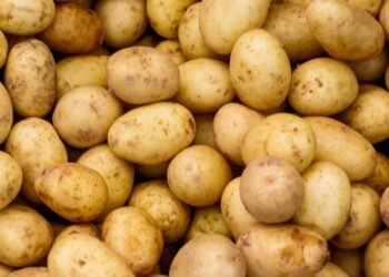 Patates Zehirlenmesi ve Solanin Gazı