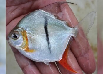 Amazon’un Yeni Keşfi: Myloplus Sauron Balığı