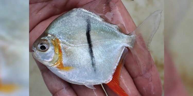 Amazon’un Yeni Keşfi: Myloplus Sauron Balığı