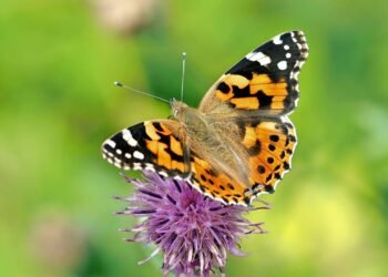 Boyalı Hanım Kelebekleri: Atlantik Okyanusu’nu Aşan Yolculukları