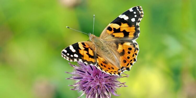 Boyalı Hanım Kelebekleri: Atlantik Okyanusu’nu Aşan Yolculukları