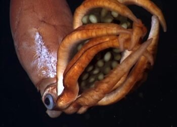 Derin Okyanusta Keşfedilen Dev Yumurtalar Taşıyan Gizemli Yaratık