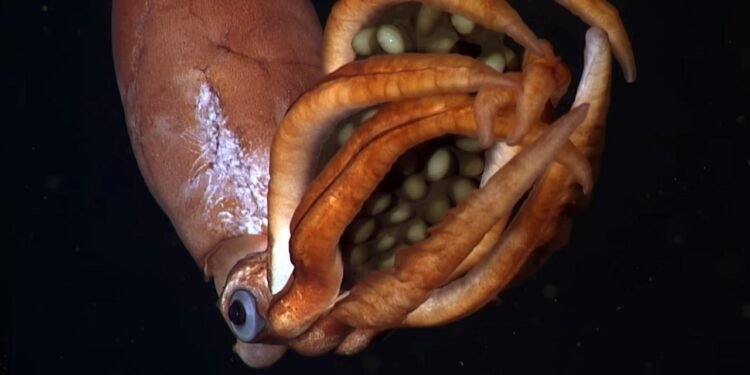 Derin Okyanusta Keşfedilen Dev Yumurtalar Taşıyan Gizemli Yaratık