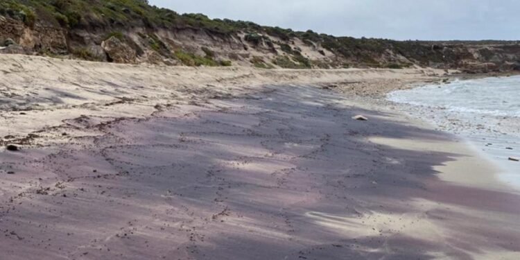Gizemli Pembe Kumların Keşfi