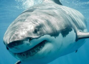 Köpekbalıklarının Tarihi ve Çeşitliliği