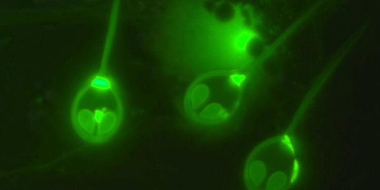 Oksijen Kullanmayan Çok Hücreli Hayvan Keşfi