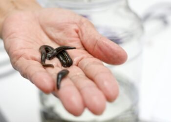 Sülüklerin Atlama Yetenekleri ve Avlanma Teknikleri