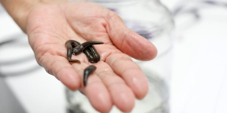 Sülüklerin Atlama Yetenekleri ve Avlanma Teknikleri