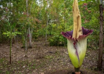 Titan Arum: Doğanın Büyüleyici Bir Yaratısı