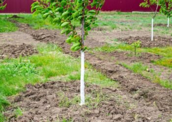 Ağaçların Boyanması: Nedenleri ve Önemi