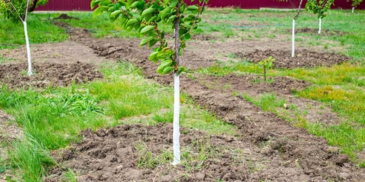 Ağaçların Boyanması: Nedenleri ve Önemi