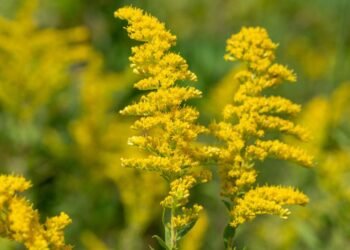 Bitkilerin Zekaya Sahip Olduğu Keşfedildi