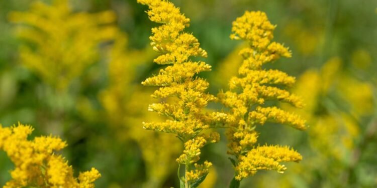 Bitkilerin Zekaya Sahip Olduğu Keşfedildi