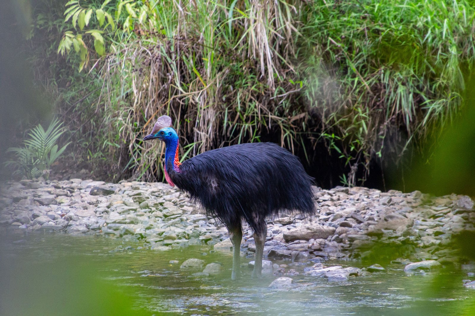 Tehlikeli Bir Tatil: Cape Tribulation