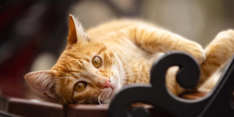 Evcil Hayvanlarda Parazitler ve Koruma Yöntemleri