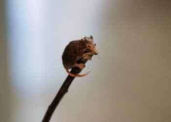 Feke’de Keşfedilen Batodonoides Vanhouteni: Bilinen En Eski Memelilerden Birisi