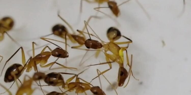 Karıncaların Ameliyat Yeteneği