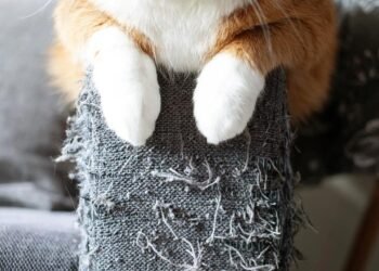 Kedilerin Mobilyaları Tırmalama Davranışı ve Çözüm Yolları