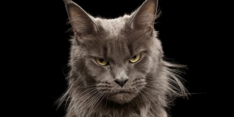 Kedilerin Tırmalama Alışkanlığı Üzerine Bilimsel Çalışma