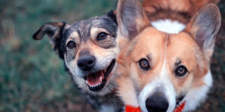 Köpeklerin Duygusal Bulaşma Yeteneği: Stres Kokusu ve Davranışlar