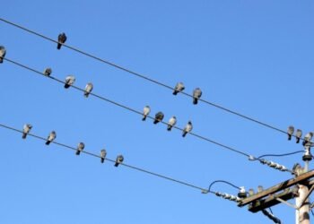 Kuşların Elektrik Tellerindeki Tünek Tercihleri ve Riskler
