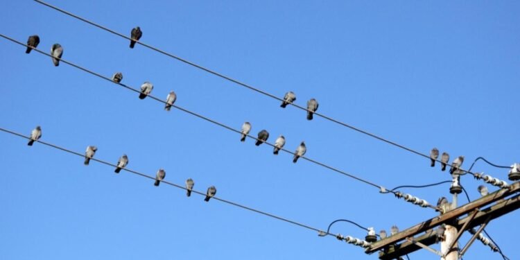 Kuşların Elektrik Tellerindeki Tünek Tercihleri ve Riskler