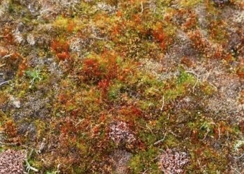 Mars Benzeri Koşullara Dayanabilen Yosun Keşfi