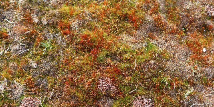 Mars Benzeri Koşullara Dayanabilen Yosun Keşfi