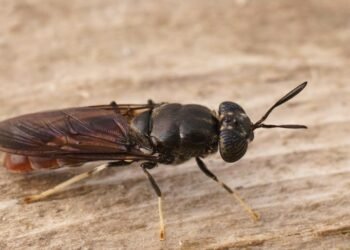 Siyah Asker Sinekleri ile Atık Yönetiminde Yenilikçi Çözüm