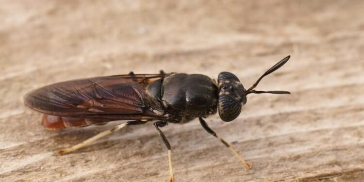 Siyah Asker Sinekleri ile Atık Yönetiminde Yenilikçi Çözüm