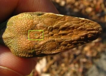 Tuataralar: Üç Gözlü Sürüngenlerin Gizemi