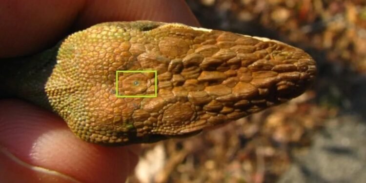 Tuataralar: Üç Gözlü Sürüngenlerin Gizemi