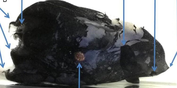 Vampir Kalamarın İkinci Türü Keşfedildi