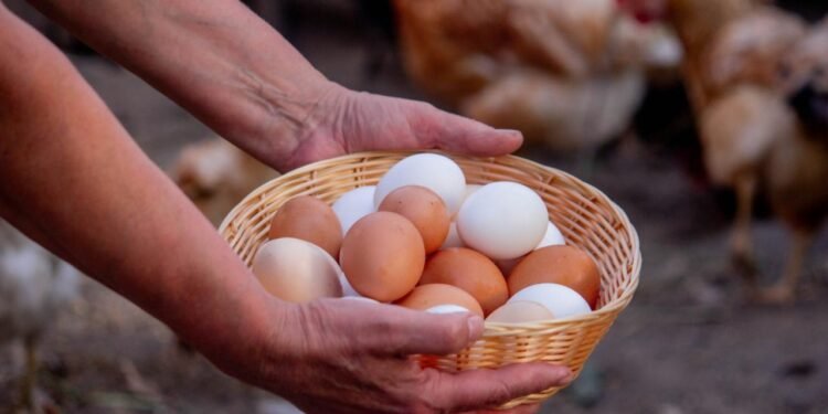 Yumurtaların Renkleri ve Genetik Oluşumu