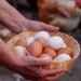 Yumurtaların Renkleri ve Genetik Oluşumu
