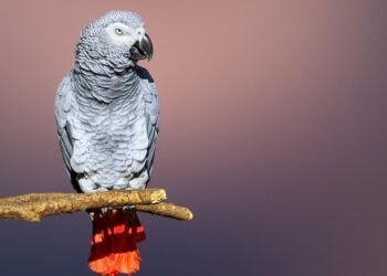 Apollo, TikTok’ta Dünya Rekoru Kıran Papağan