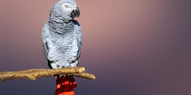 Apollo, TikTok’ta Dünya Rekoru Kıran Papağan
